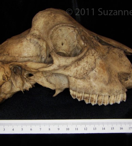 Lateral View Domestic Goat Cranium