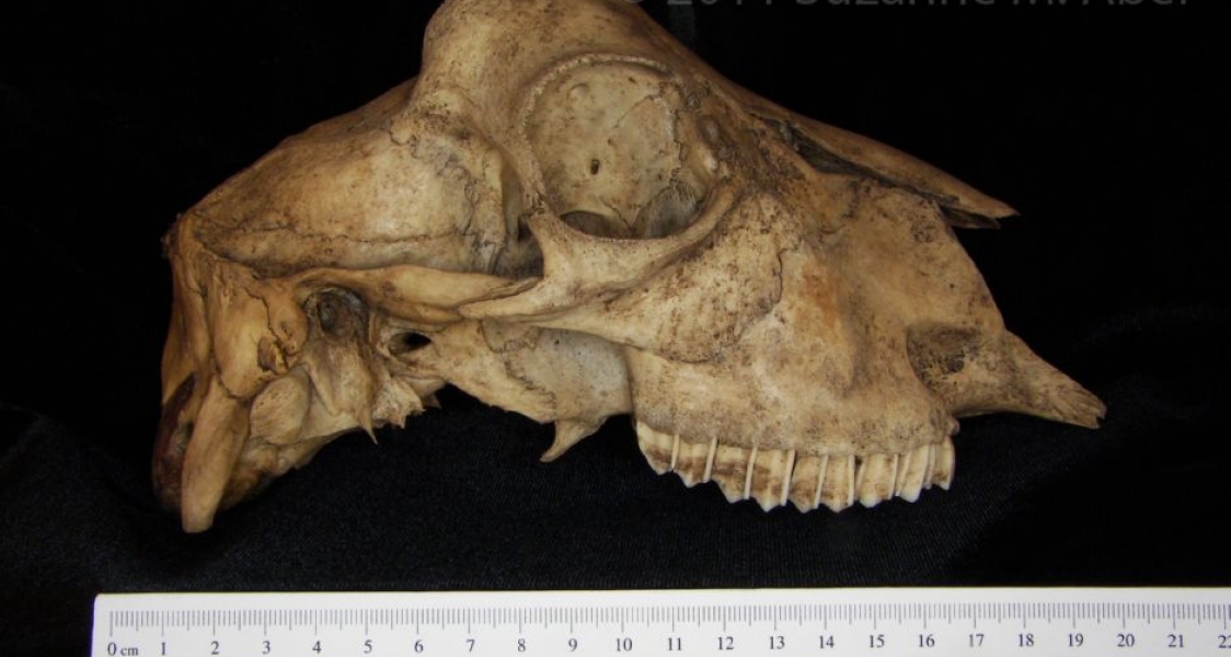 Lateral View Domestic Goat Cranium