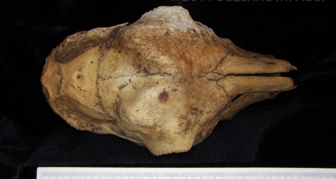 Superior View Domestic Goat Cranium