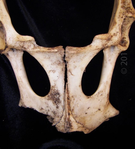 Ventral View Domestic Goat Pubic Bones
