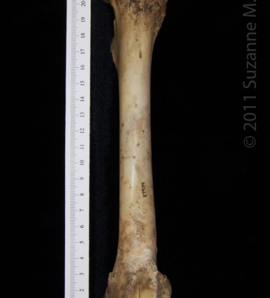 Anterior View Left Domestic Goat Femur