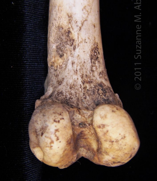 Posterior/Distal Articular Surface Left Domestic Goat Femur