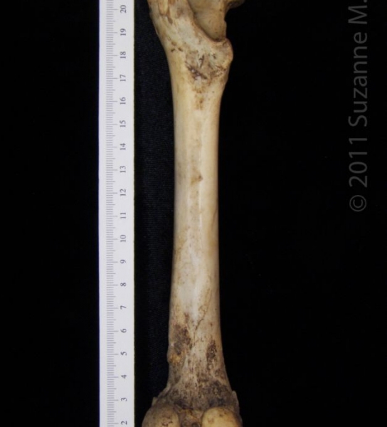 Posterior View Left Domestic Goat Femur