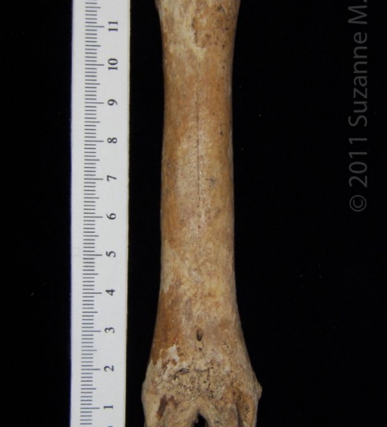 Anterior View Left Domestic Goat Metacarpal