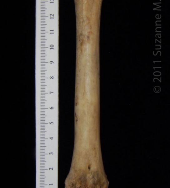 Anterior View Domestic Goat Metatarsal