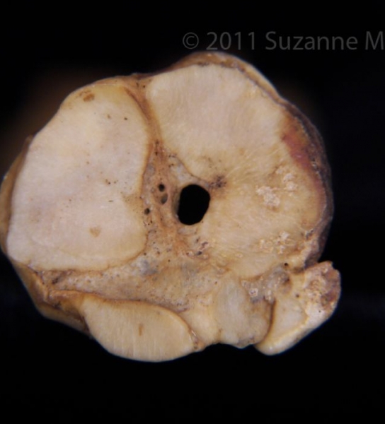 Proximal Articular Surface Domestic Goat Metatarsal