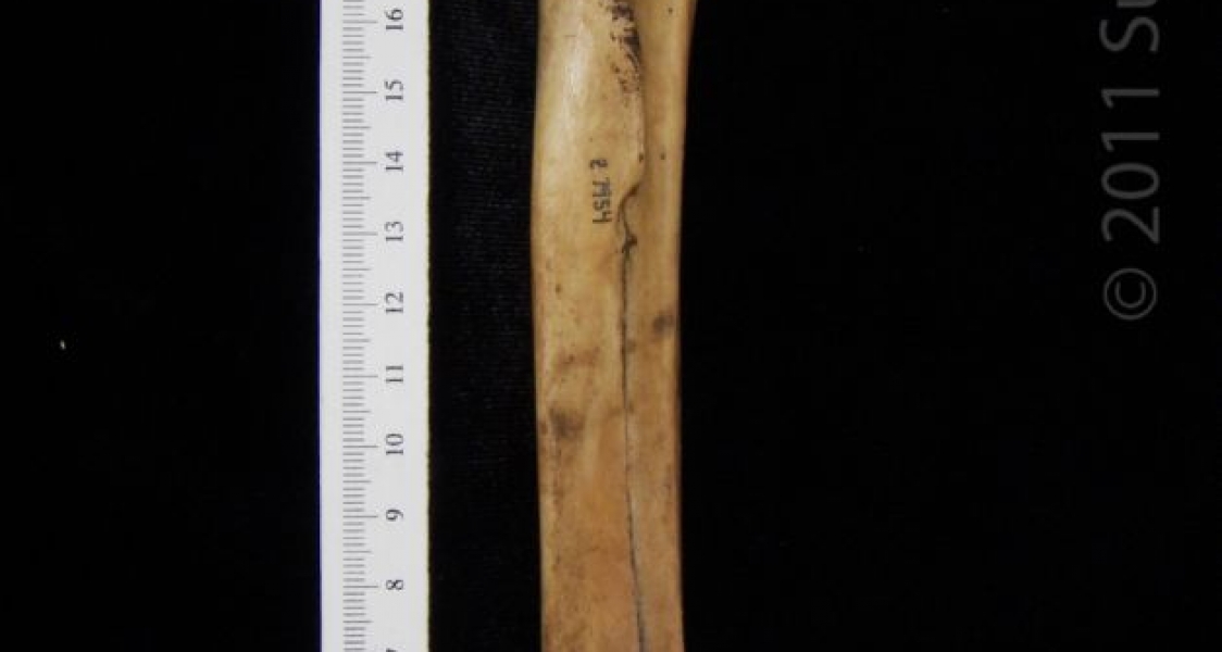 Posterior View Domestic Goat Right Ulna and Radius