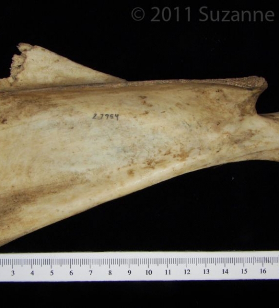 Lateral View Domestic Goat Right Scapula