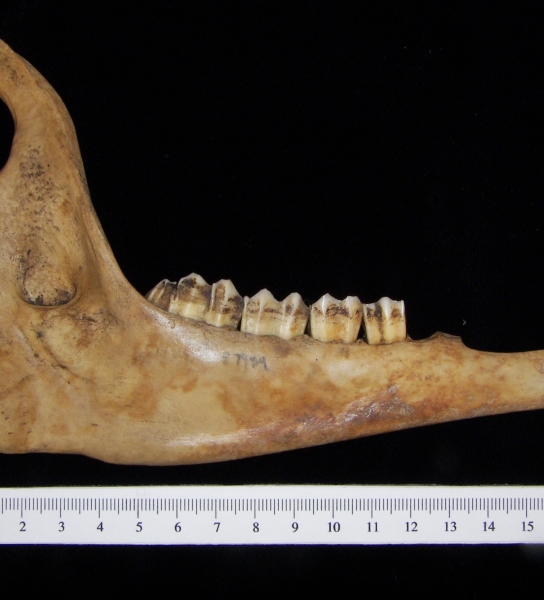 Lateral View Domestic Goat Mandible