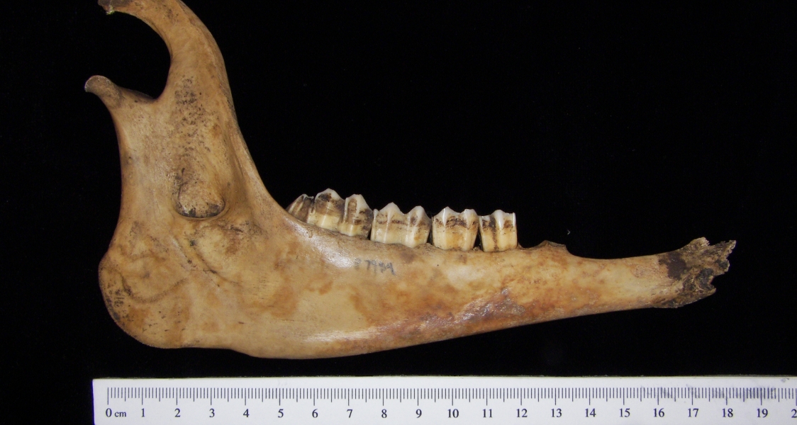 Lateral View Domestic Goat Mandible
