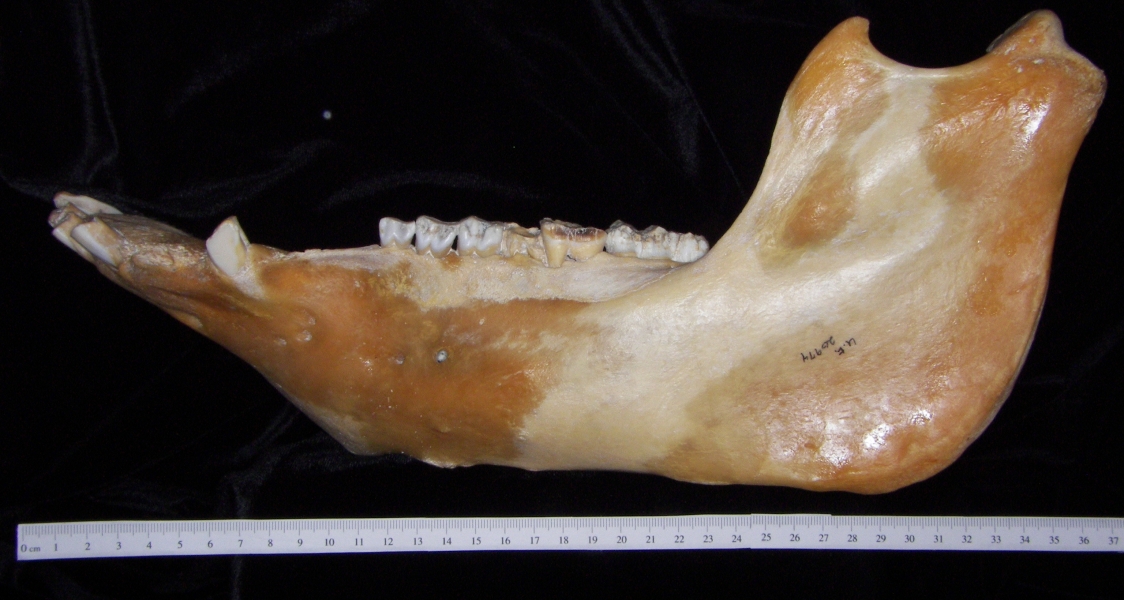 Lateral View Domestic Pig Mandible