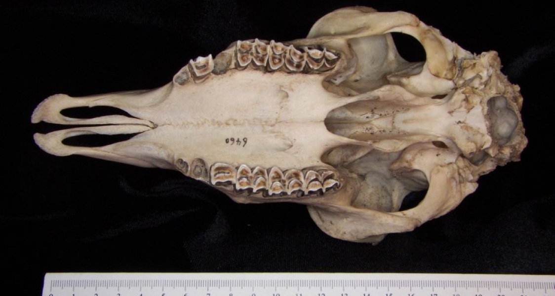 Inferior View Domestic Sheep Cranium