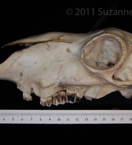 Lateral View Domestic Sheep Cranium