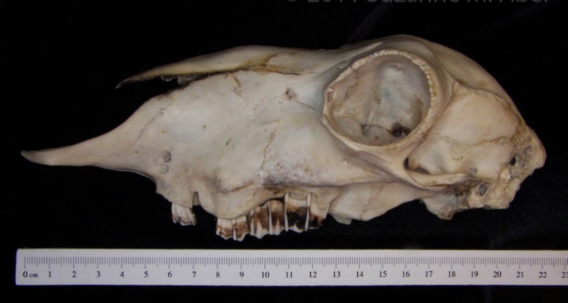 Lateral View Domestic Sheep Cranium