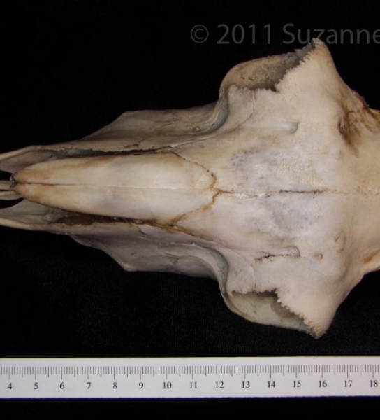 Superior View Domestic Sheep Cranium