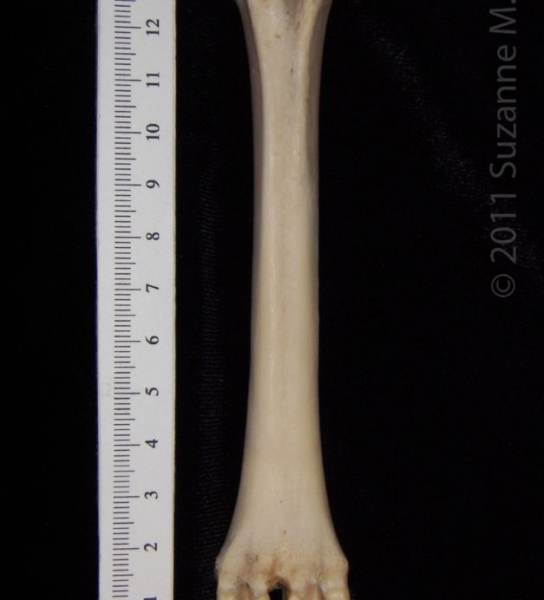 Anterior View Left Domestic Sheep Metatarsal