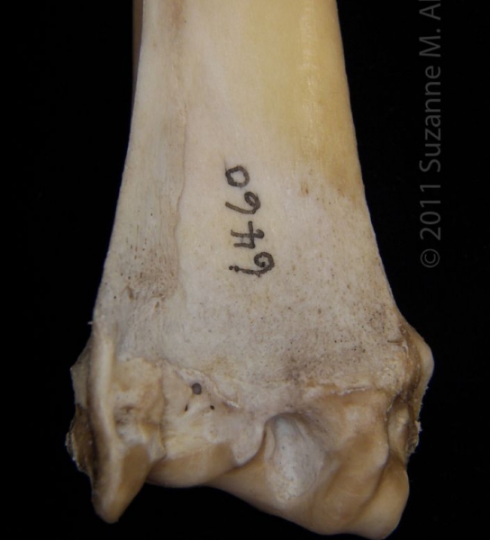 Distal/Anterior Left Sheep Radius