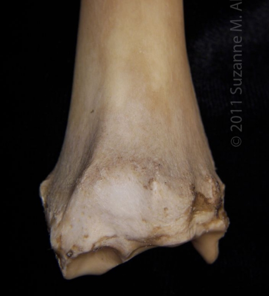 Distal/Posterior View Left Sheep Radius