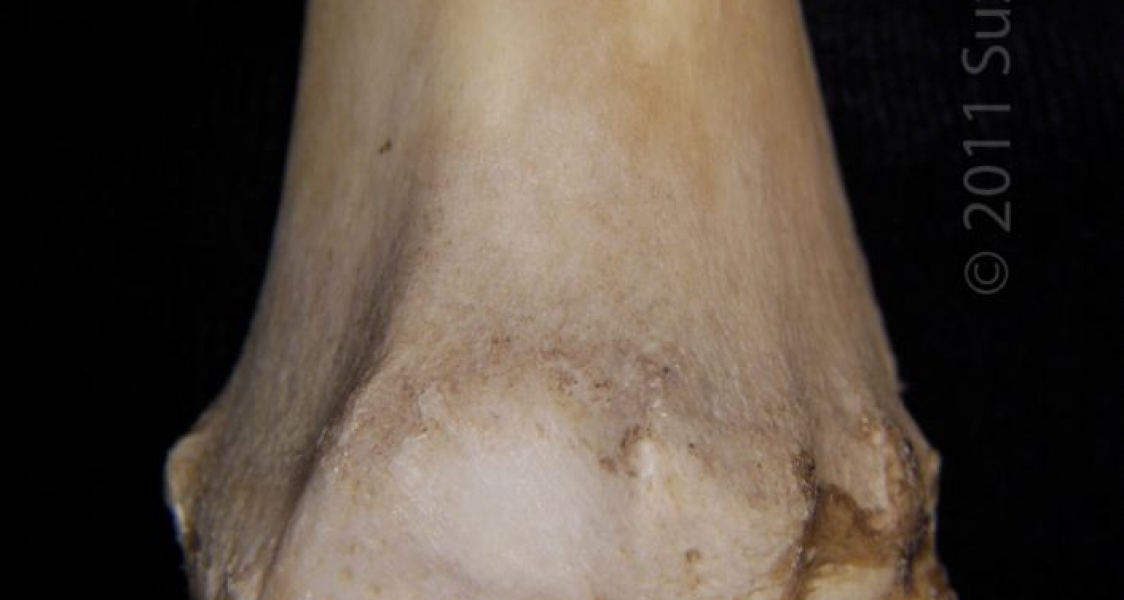 Distal/Posterior View Left Sheep Radius