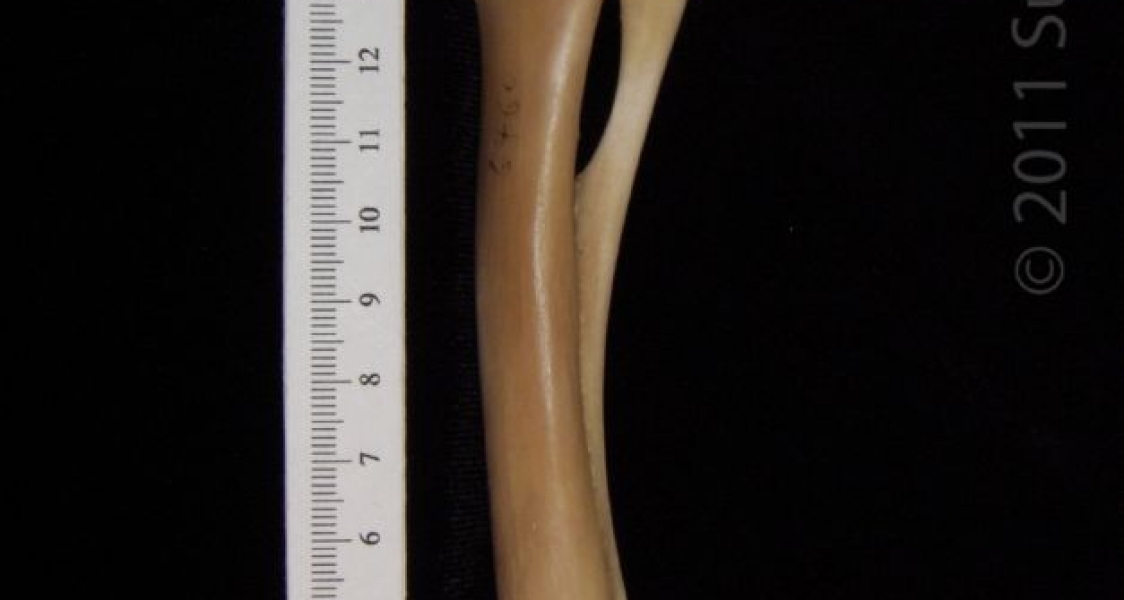 Lateral View Left Domestic Sheep Radius and Ulna