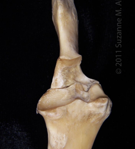 Proximal/Anterior View Left Domestic Sheep Ulna and Radius