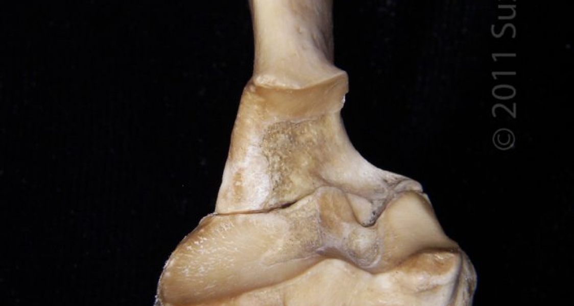 Proximal/Anterior View Left Domestic Sheep Ulna and Radius