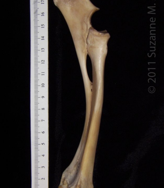 Medial View Left Domestic Sheep Radius and Ulna