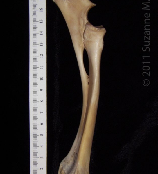 Medial View Left Domestic Sheep Radius and Ulna