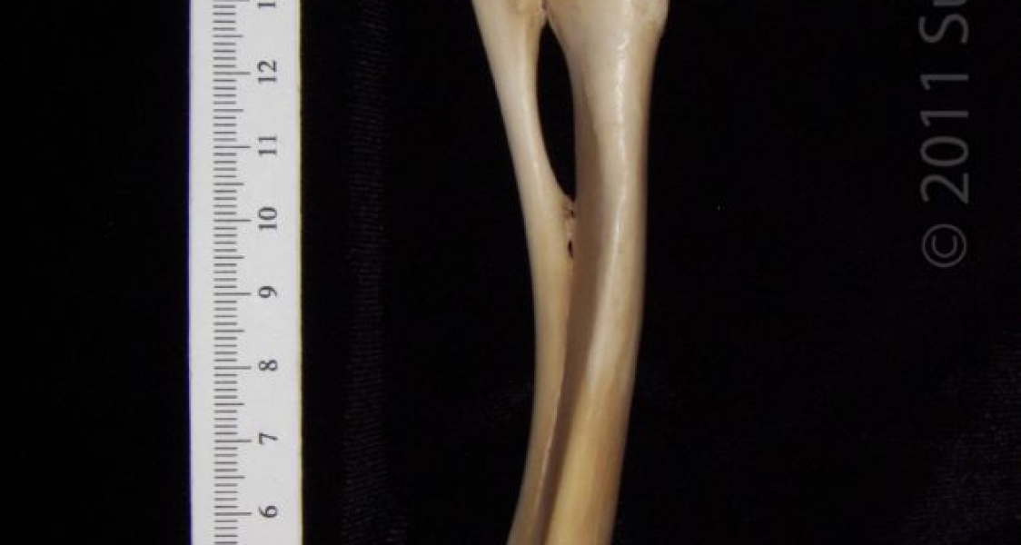 Medial View Left Domestic Sheep Radius and Ulna