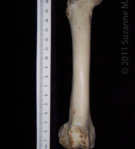 Anterior View Right Domestic Sheep Femur