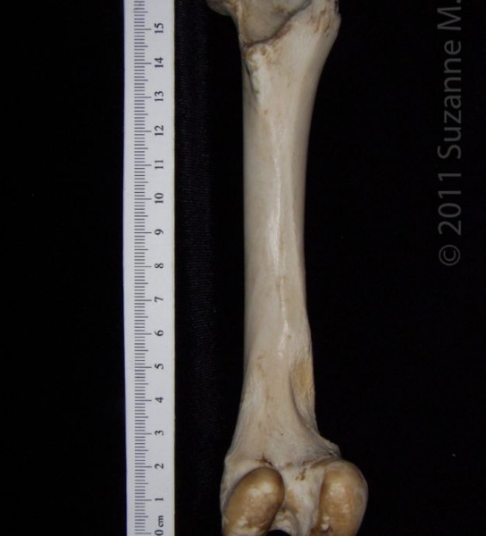 Posterior View Right Domestic Sheep Femur