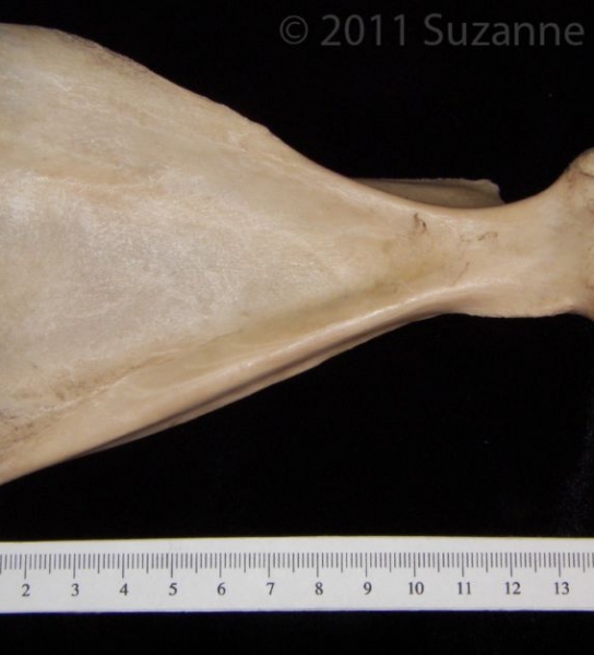 Anterior View Domestic Sheep Right Scapula