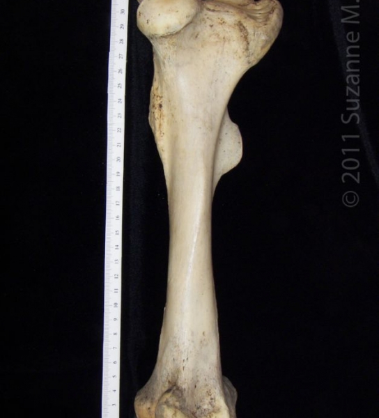 Anterior View Left Donkey Femur