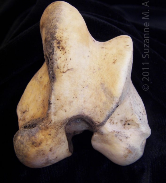 Distal View Articular Surface Left Donkey Femur