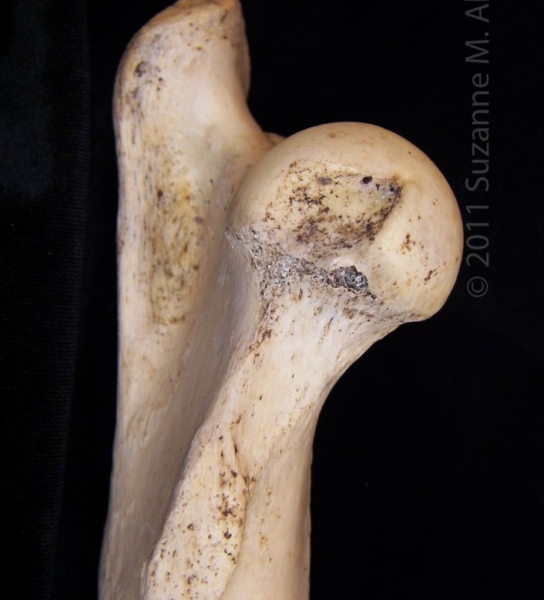 Medial View Proximal Surface Left Donkey Femoral Head