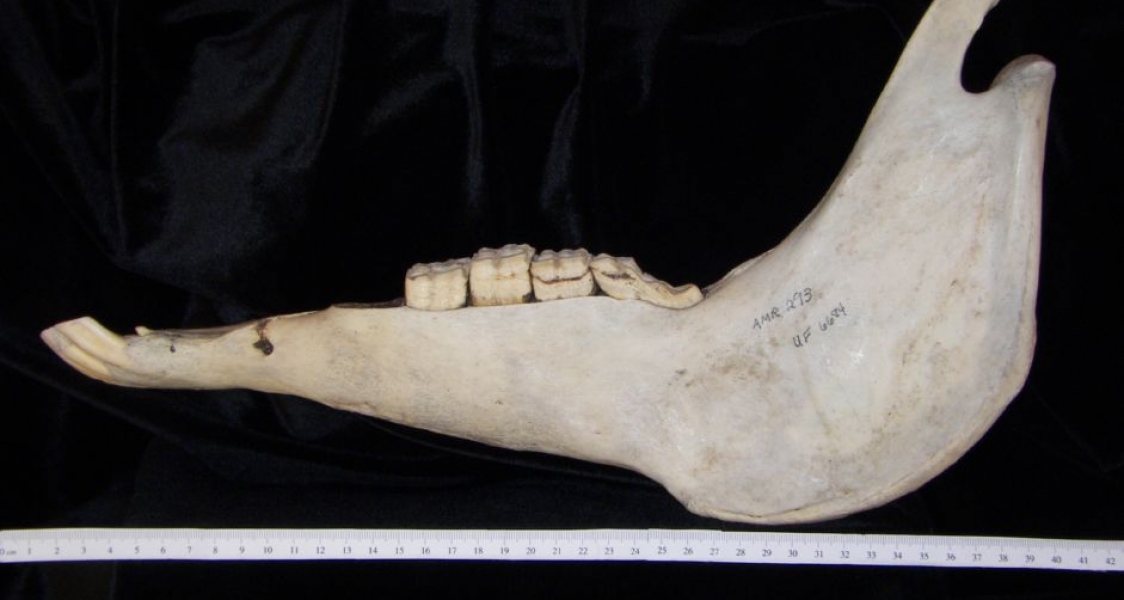 Lateral View Donkey Mandible