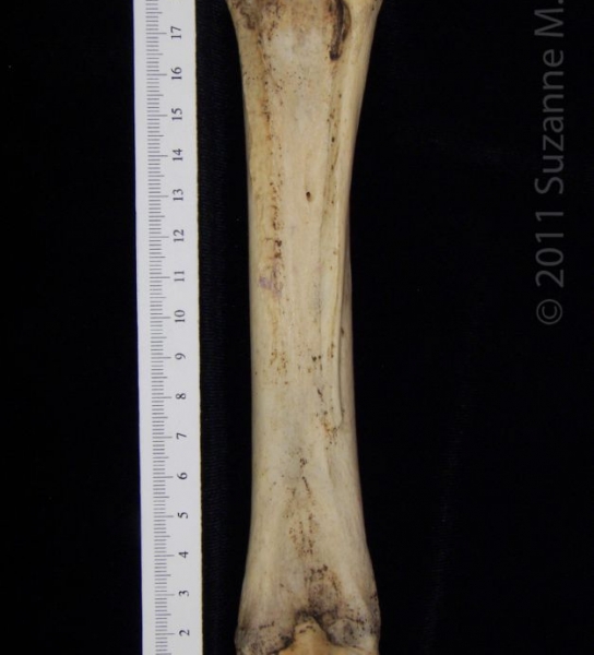 Posterior View Left Donkey Metacarpal