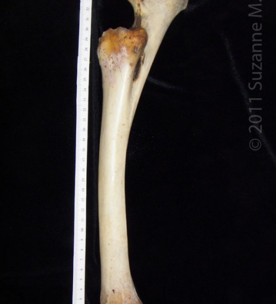 Lateral View Left Donkey Radius and Ulna
