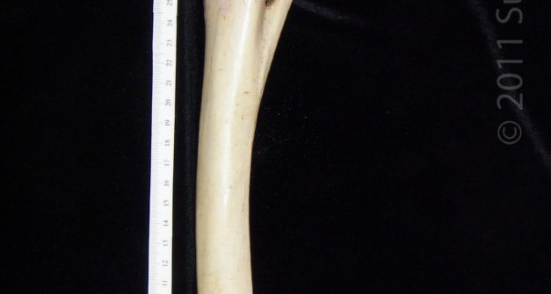 Lateral View Left Donkey Radius and Ulna