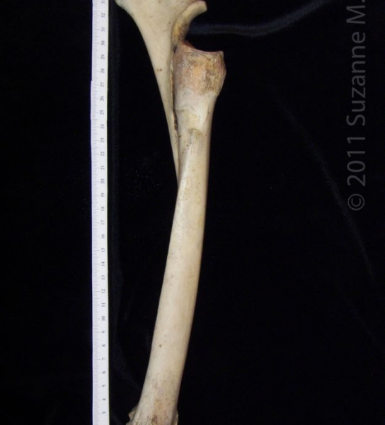 Medial View Left Donkey Radius and Ulna