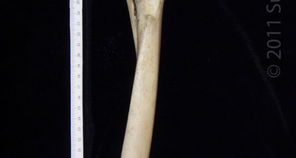 Medial View Left Donkey Radius and Ulna