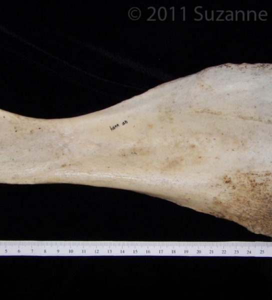 Anterior View Donkey Left Scapula