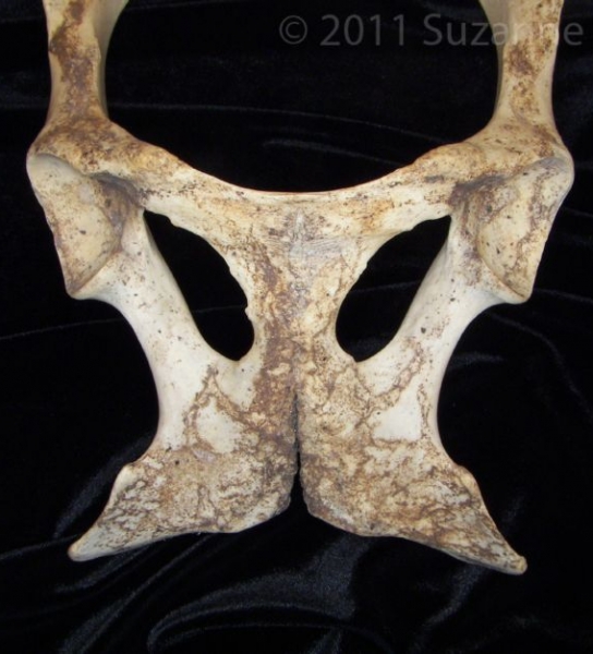Ventral View Donkey Pubic Bones
