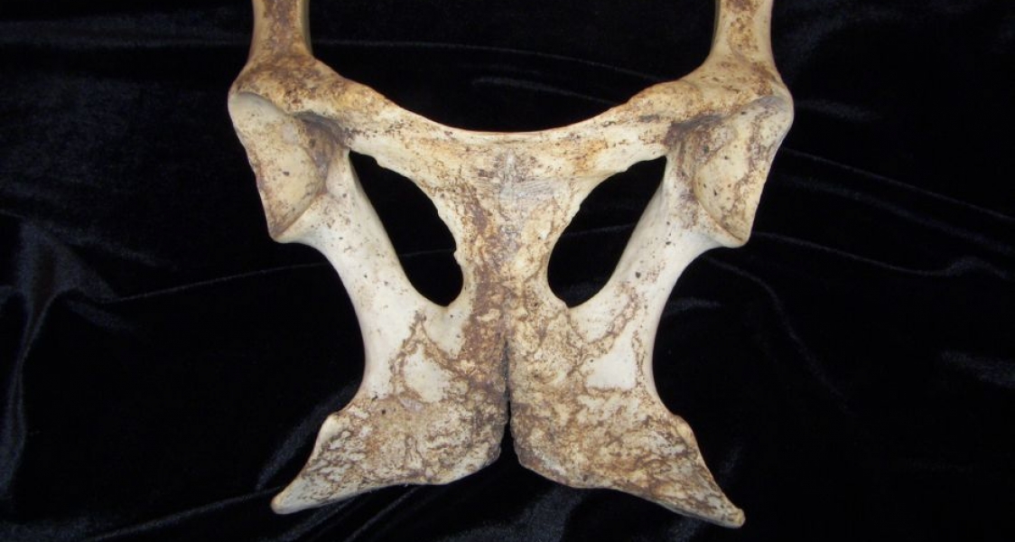 Ventral View Donkey Pubic Bones