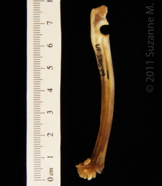 Medial View Left Eastern Cottontail Rabbit Radius and Ulna