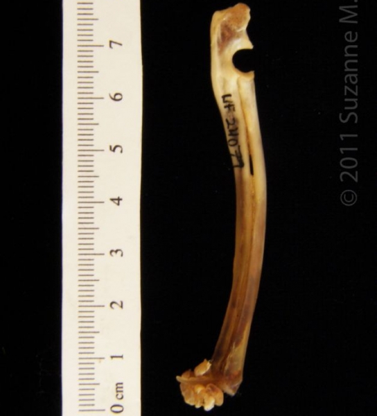 Medial View Left Eastern Cottontail Rabbit Radius and Ulna