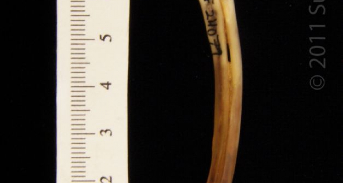 Medial View Left Eastern Cottontail Rabbit Radius and Ulna