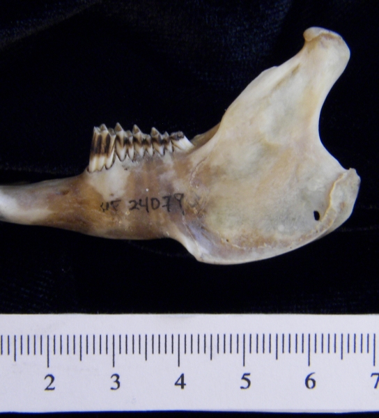 Lateral View Eastern Cottontail Rabbit Mandible