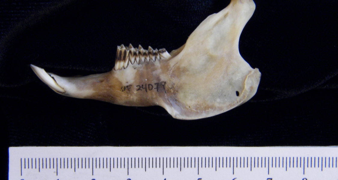 Lateral View Eastern Cottontail Rabbit Mandible