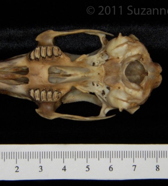 Inferior View Eastern Cottontail Rabbit Cranium